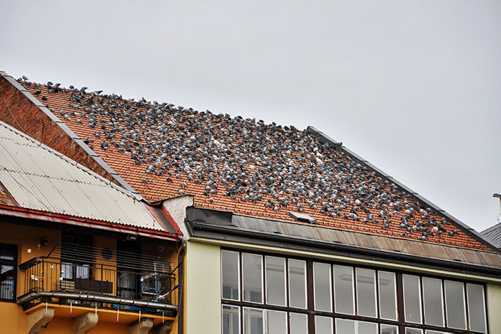 A2B Pest Control are able to install spikes to deter birds from roofs in Nazeing. 