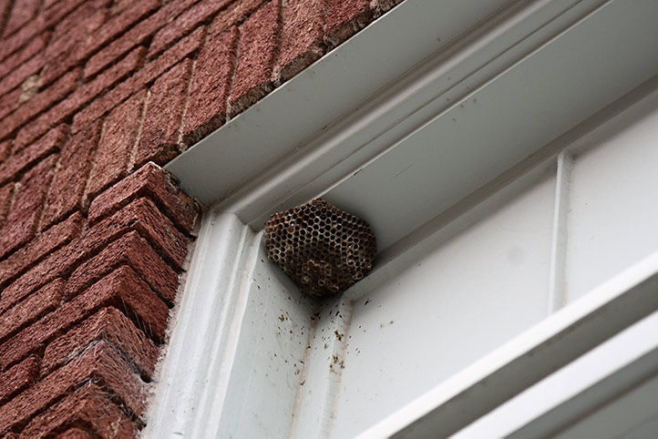 We provide a wasp nest removal service for domestic and commercial properties in Nazeing.